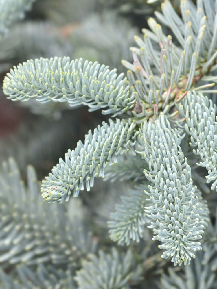 Edeltanne, Abies procera 'Obrighofen' kaufen im Online-Shop der Bohlken Baumschulen