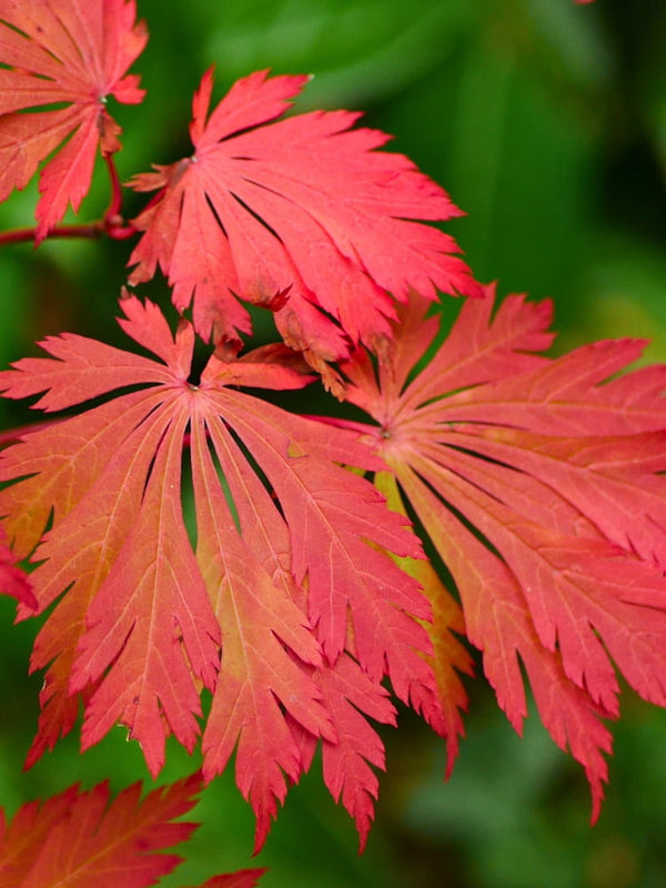 Acer japonicum 'Aconitifolium' im Onlineshop von Bohlken Pflanzenversand