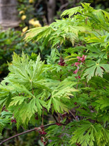Acer japonicum 'Aconitifolium' im Onlineshop von Bohlken Baumschulen