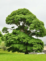 Spitzahorn | Acer platanoides im Onlineshop der Bohlken Baumschulen