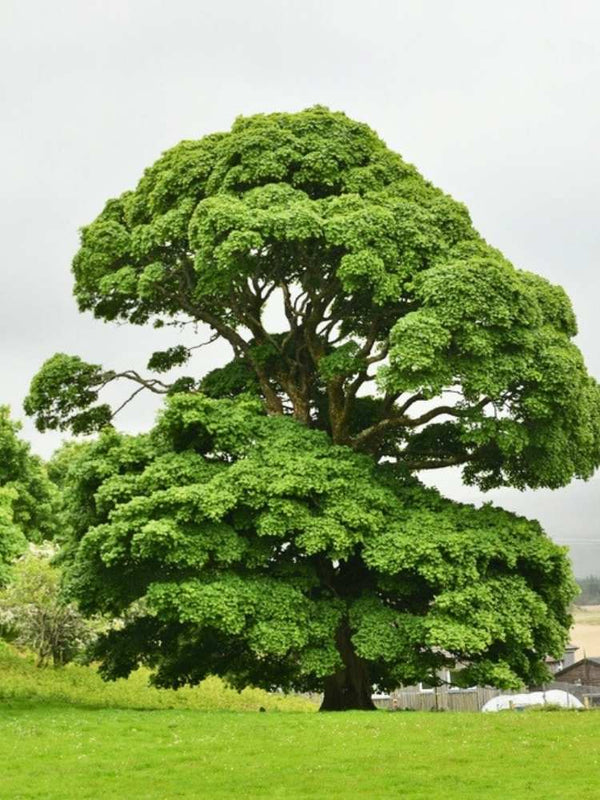 Spitzahorn | Acer platanoides im Onlineshop der Bohlken Baumschulen