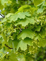 Spitzahorn | Acer platanoides im Onlineshop der Bohlken Baumschulen