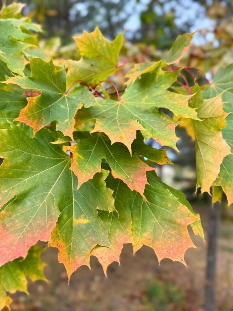 Spitzahorn | Acer platanoides im Onlineshop der Bohlken Baumschulen