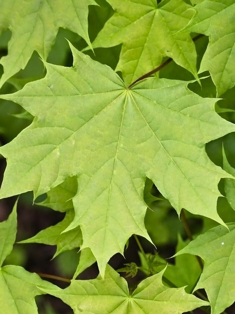 Spitzahorn | Acer platanoides im Onlineshop der Bohlken Baumschulen