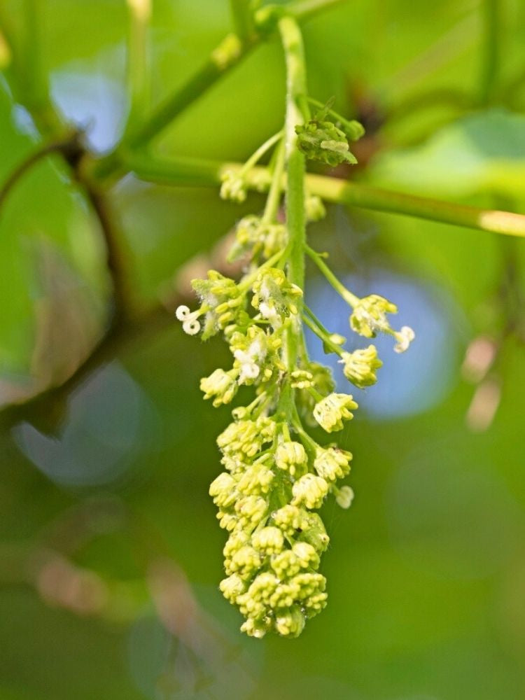 Bergahorn | Acer pseudoplatanus im Onlineshop der Bohlken Baumschulen