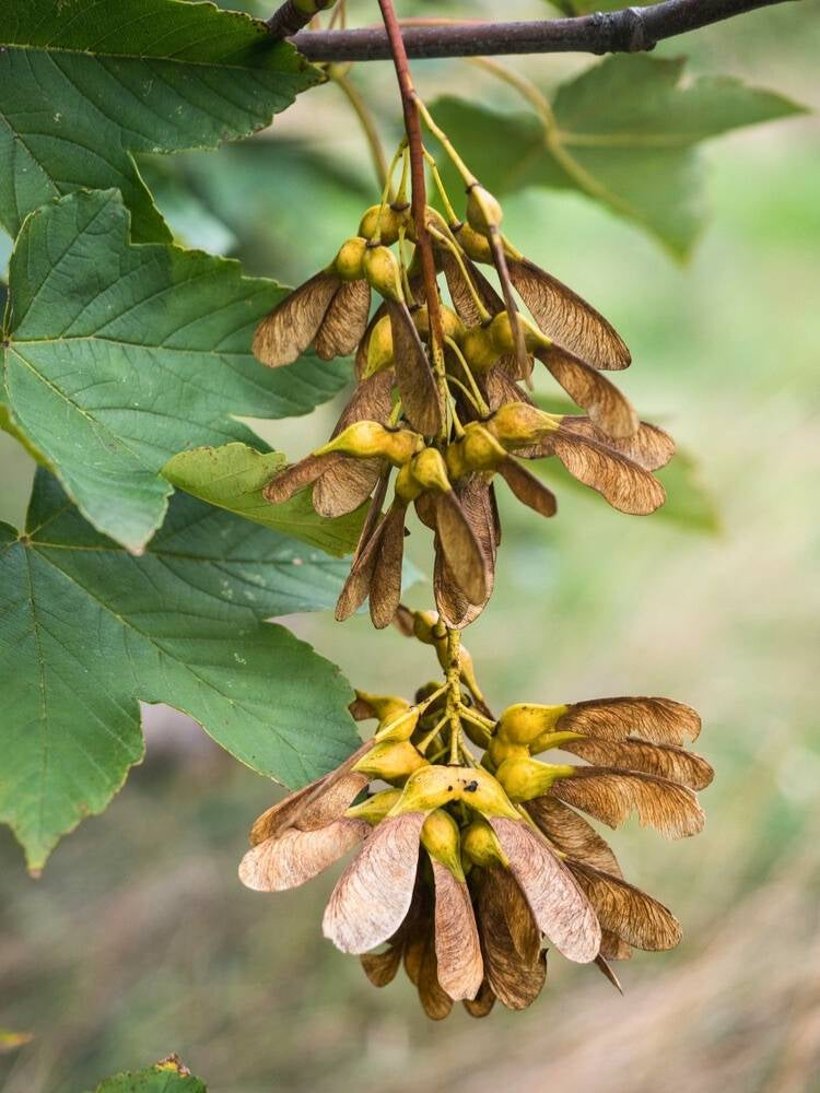 Bergahorn | Acer pseudoplatanus im Onlineshop der Bohlken Baumschulen