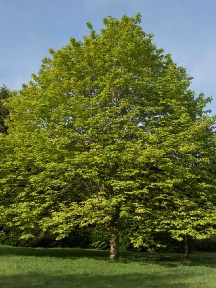 Bergahorn | Acer pseudoplatanus im Onlineshop der Bohlken Baumschulen