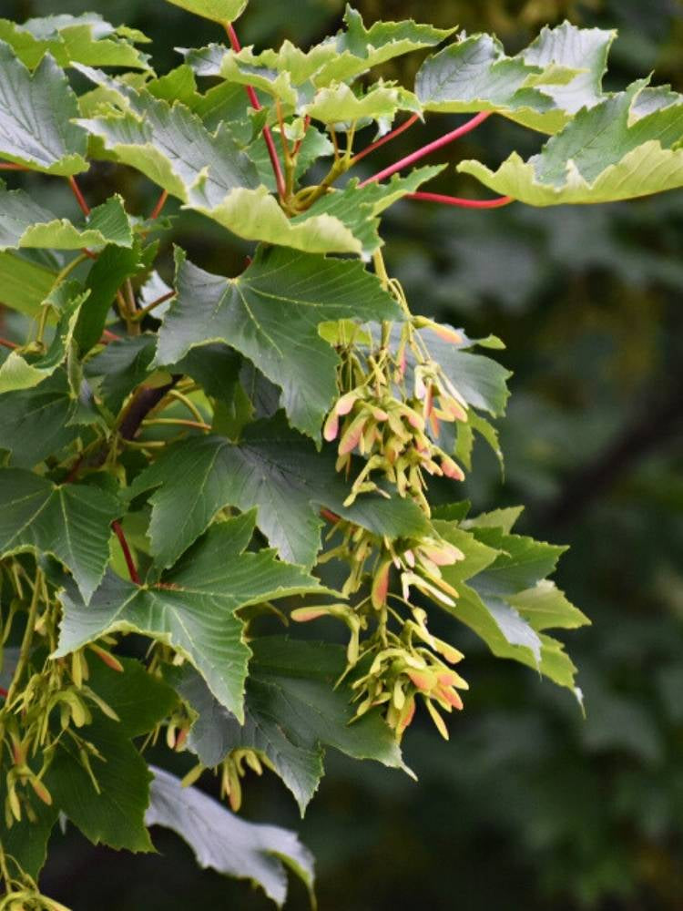 Bergahorn | Acer pseudoplatanus im Onlineshop der Bohlken Baumschulen