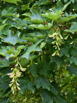 Bergahorn | Acer pseudoplatanus im Onlineshop der Bohlken Baumschulen