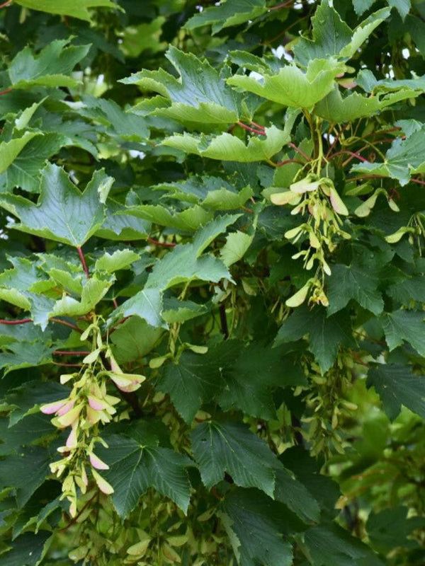 Bergahorn | Acer pseudoplatanus im Onlineshop der Bohlken Baumschulen