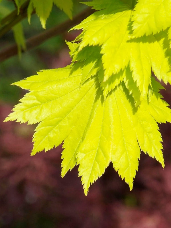 Japanischer Goldahorn 'Jordan'