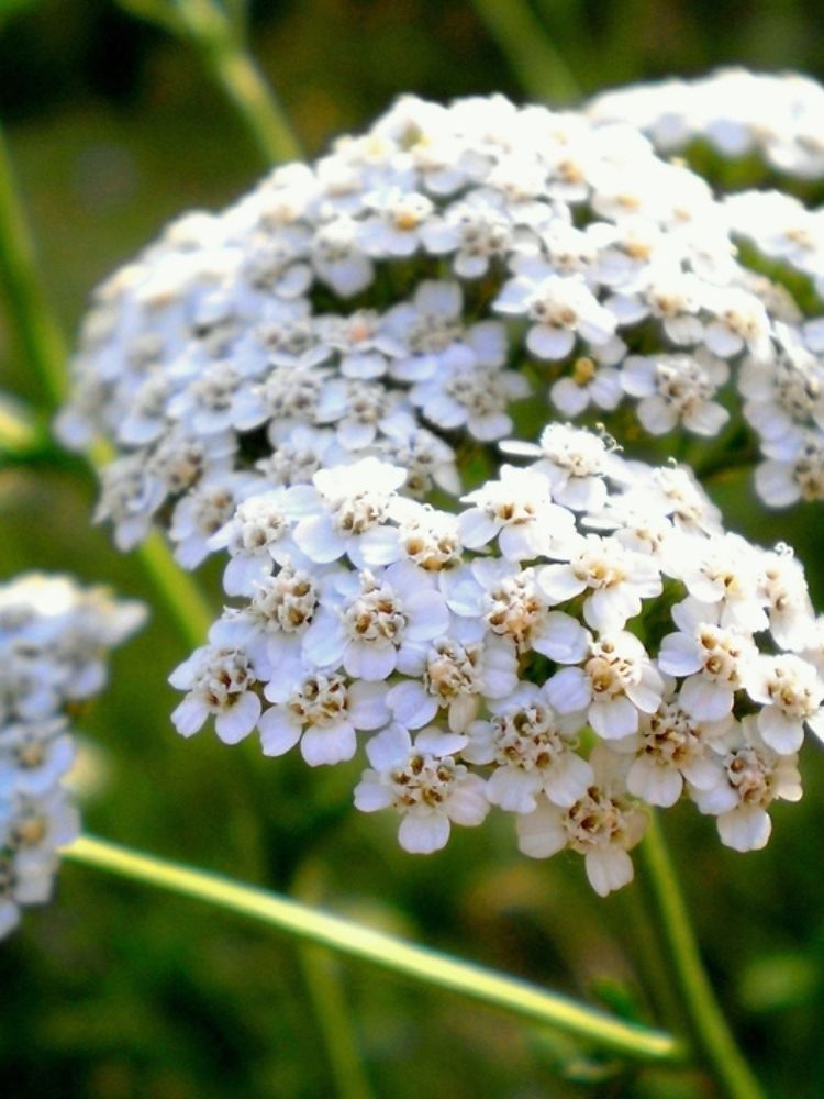 Gewöhnliche Schafgarbe, Achillea millefolium kaufen im Online-Shop der Bohlken Baumschulen