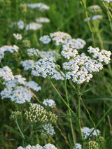 Gewöhnliche Schafgarbe, Achillea millefolium kaufen im Online-Shop der Bohlken Baumschulen