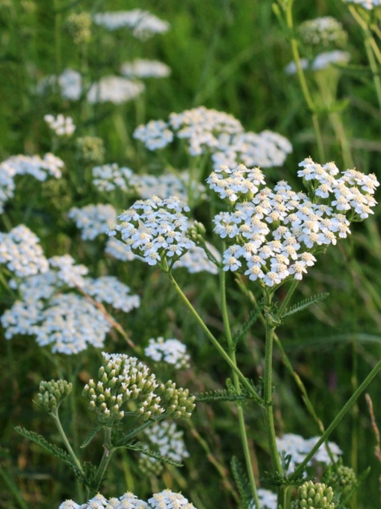 Gewöhnliche Schafgarbe, Achillea millefolium kaufen im Online-Shop der Bohlken Baumschulen