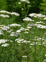 Gewöhnliche Schafgarbe, Achillea millefolium kaufen im Online-Shop der Bohlken Baumschulen