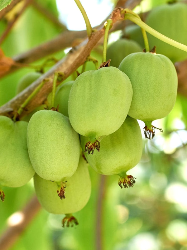 Mini-Kiwi 'Fresh Jumbo' weiblich | Actinidia arguta 'Fresh Jumbo' weiblich im Onlineshop der Bohlken Baumschulen