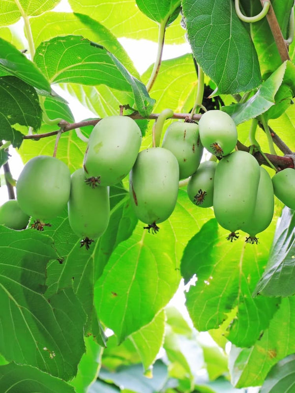 Mini-Kiwi 'Issai' selbstfruchtbar | Actinidia arguta 'Issai' | Bayern-Kiwi im Onlineshop der Bohlken Baumschulen