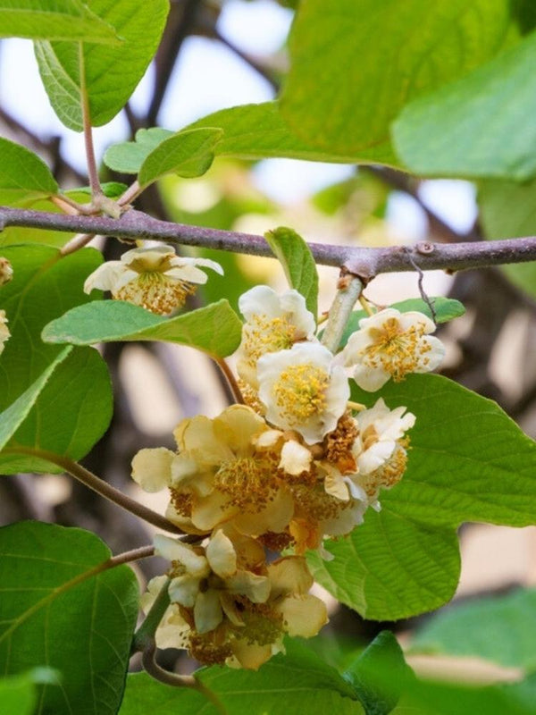 Actinidia chinensis 'Atlas', Kiwi 'Atlas' männlich im Onlineshop der Bohlken Baumschulen erhältlich