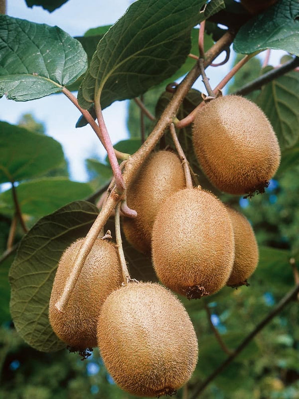 Kiwi 'Boskoop' selbstfruchtbar | Actinidia chinensis 'Boskoop' im Onlineshop der Bohlken Baumschulen