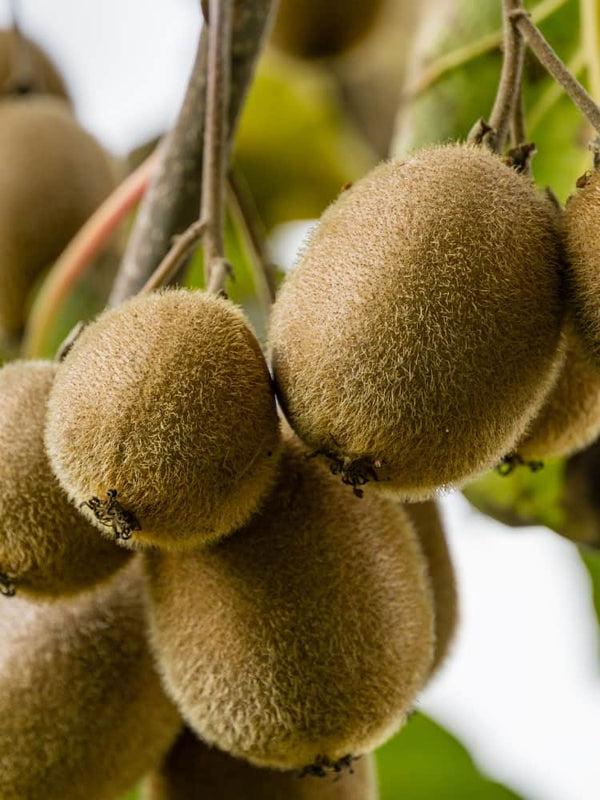 Kiwi 'Hayward' weiblich | Actinidia chinensis 'Hayward' | kaufen im Onlineshop der Bohlken Baumschulen