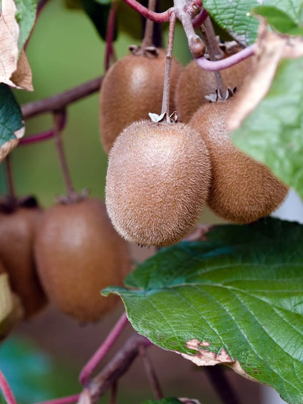 Kiwi 'Solo' selbstfruchtend  | Actinidia chinensis 'Solo' | kaufen im Onlineshop der Bohlken Baumschulen