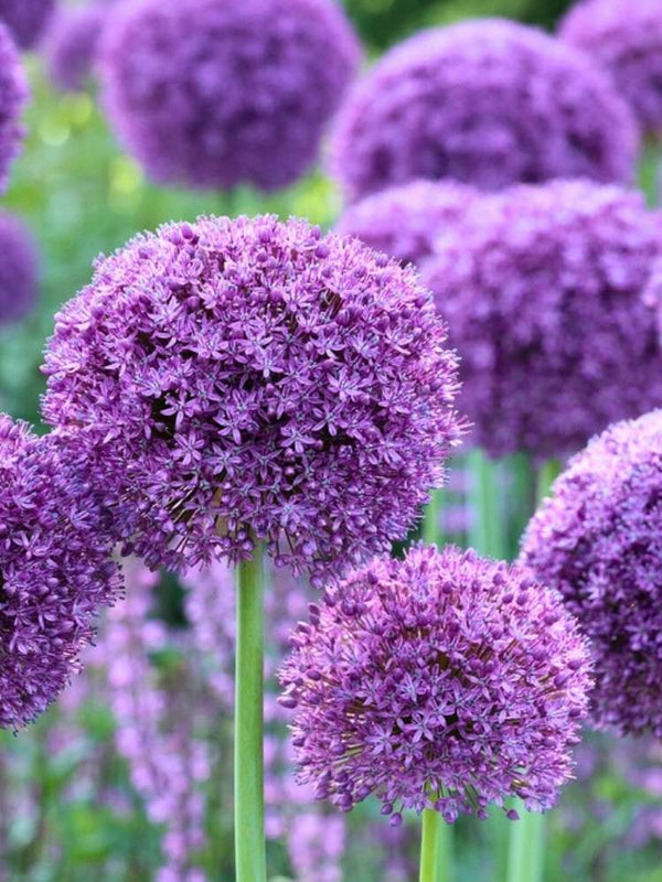 Zierlauch 'Gladiator', Allium aflatunense 'Gladiator'  im Onlineshop der Bohlken Baumschulen