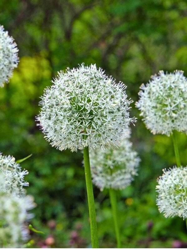 Allium giganteum 'Mont Blanc', Zierlauch 'Mont Blanc' im Onlineshop der Bohlken Baumschulen