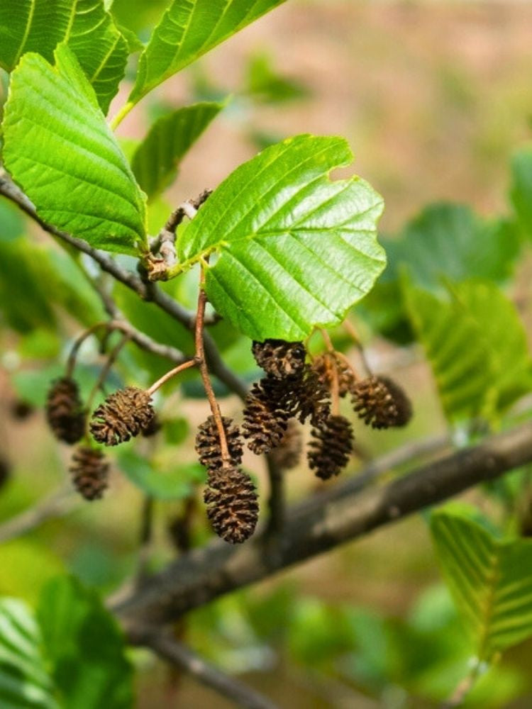 Schwarzerle / Roterle | Alnus glutinosa im Onlineshop der Bohlken Baumschulen