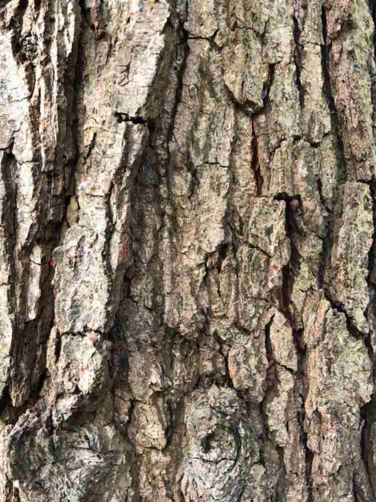 Schwarzerle / Roterle | Alnus glutinosa im Onlineshop der Bohlken Baumschulen