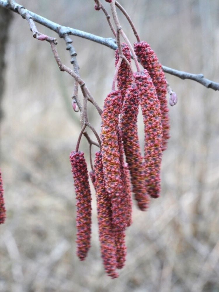 Schwarzerle / Roterle | Alnus glutinosa im Onlineshop der Bohlken Baumschulen
