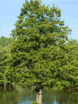 Schwarzerle / Roterle | Alnus glutinosa im Onlineshop der Bohlken Baumschulen