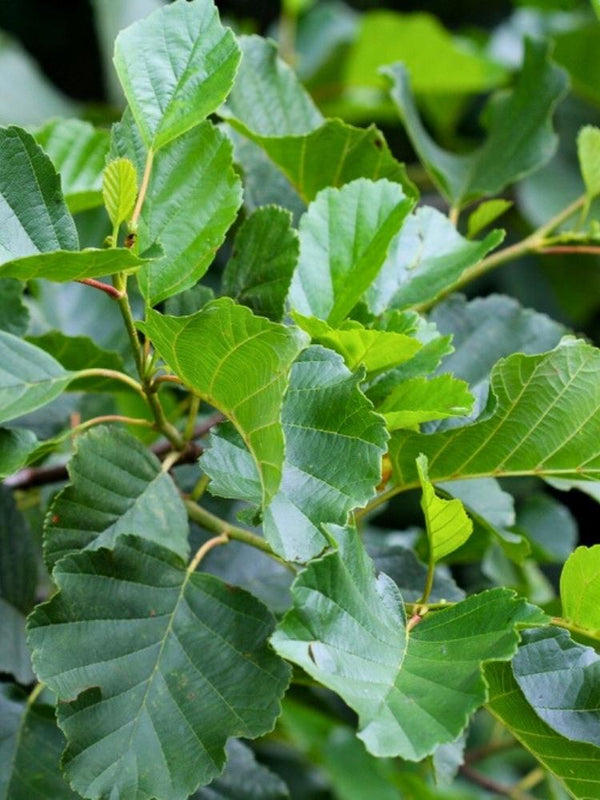 Schwarzerle / Roterle | Alnus glutinosa im Onlineshop der Bohlken Baumschulen