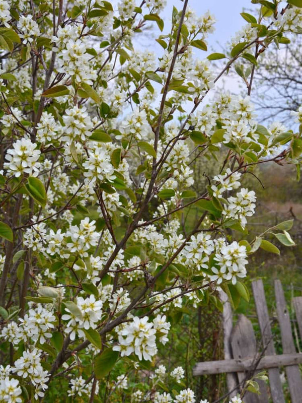 Amelanchier alnifolia 'Obelisk' im Onlineshop bei Bohlken Baumschulen