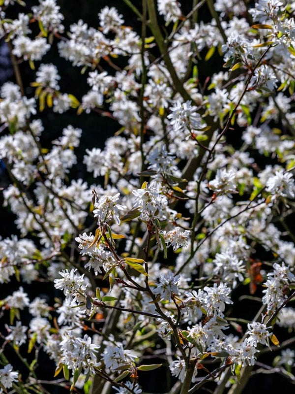 Amelanchier arborea 'Robin Hill' bei Bohlken Baumschulen im Onlineshop