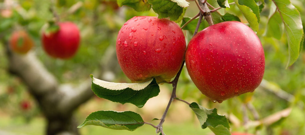 Obstgehölze - schmackhafte Früchte aus dem eigenen Garten
