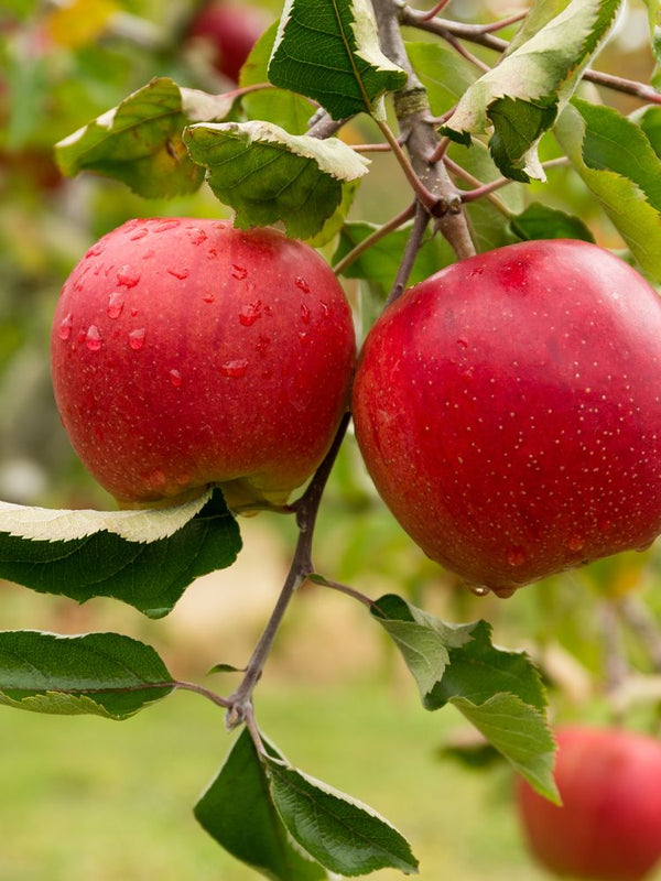 Obstgehölze - schmackhafte Früchte aus dem eigenen Garten
