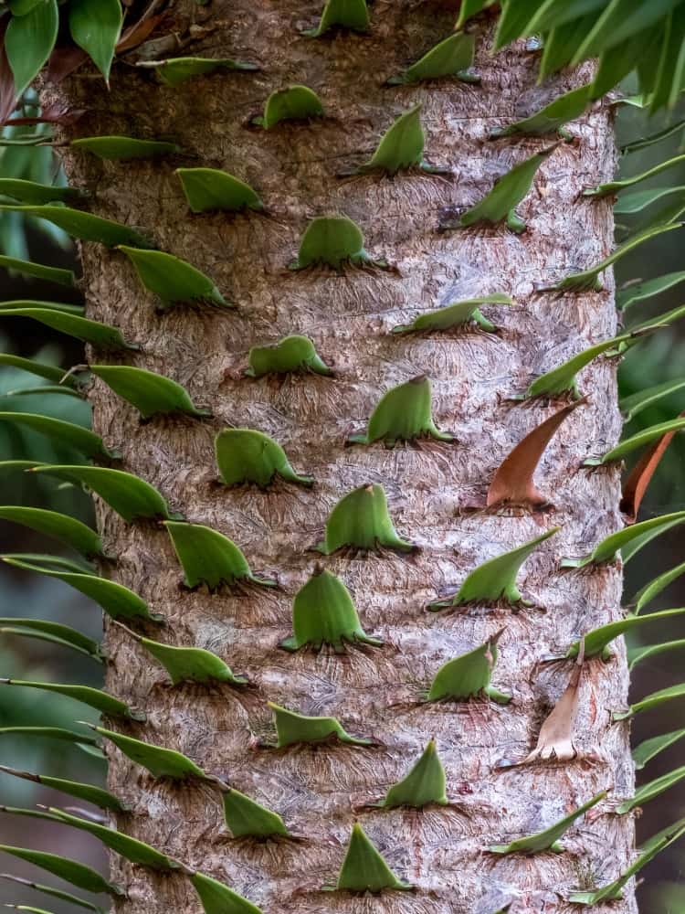 Araucaria araucana, Andentanne im Onlineshop der Bohlken Baumschulen