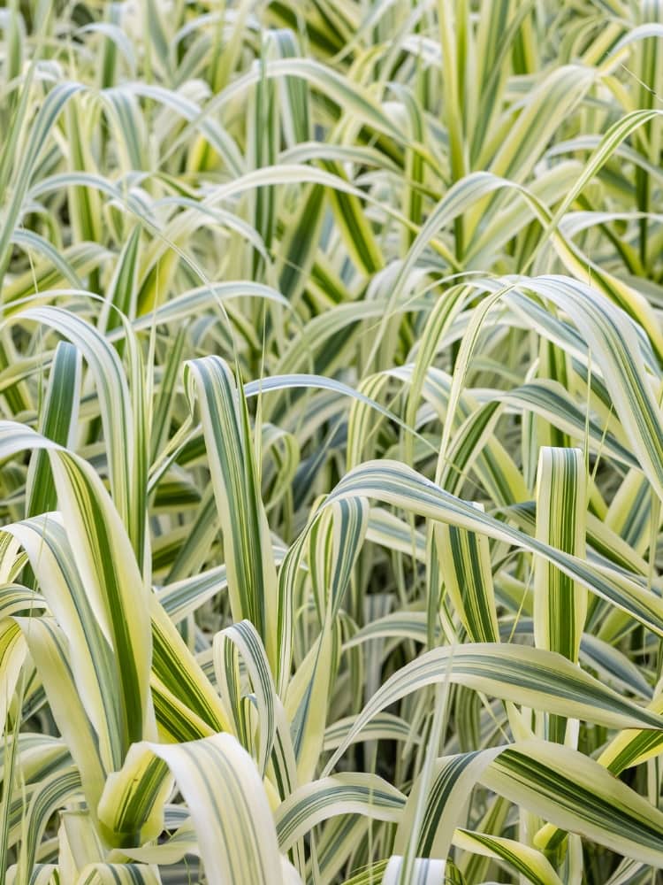 Buntblättriges Pfahlrohr 'Variegata' | Arundo donax 'Variegata' im Onlineshop der Bohlken Baumschulen