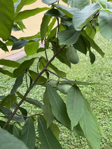 Asimina triloba im Onlineshop von Bohlken Baumschulen