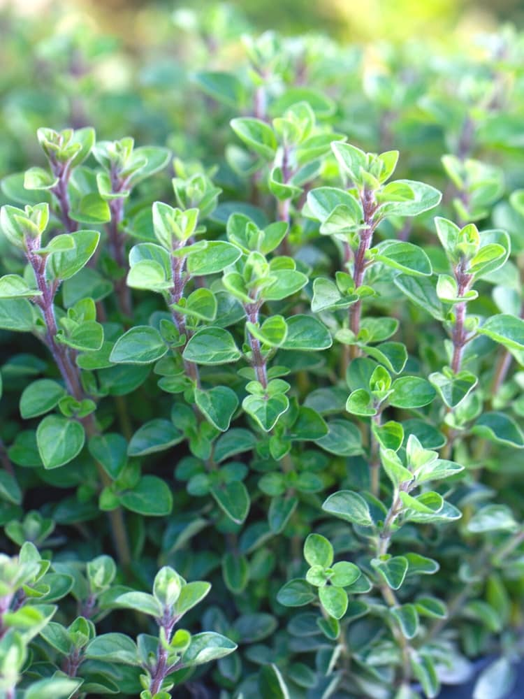Grüne Polster-Berberitze 'Nana', Berberis buxifolia 'Nana' kaufen im Online-Shop der Bohlken Baumschulen