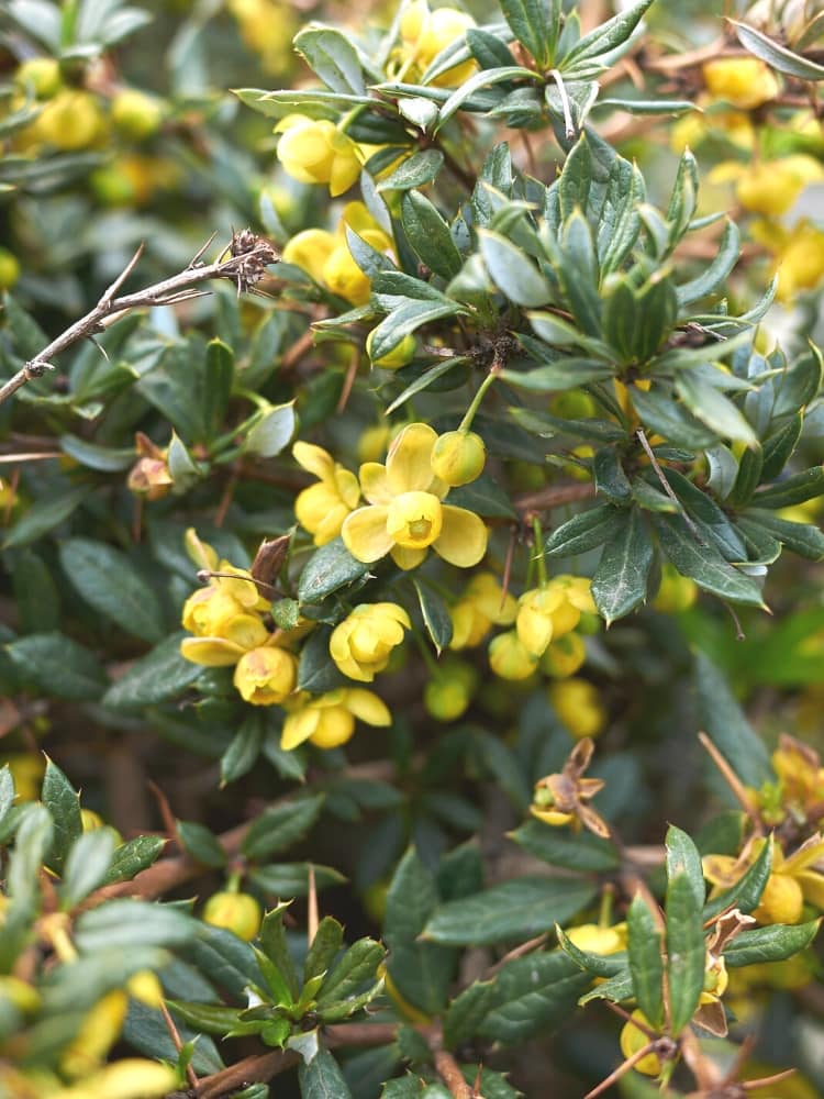 Immergrüne Kissen-Berberitze 'Jytte', Berberis candidula 'Jytte' kaufen im Online-Shop der Bohlken Baumschulen