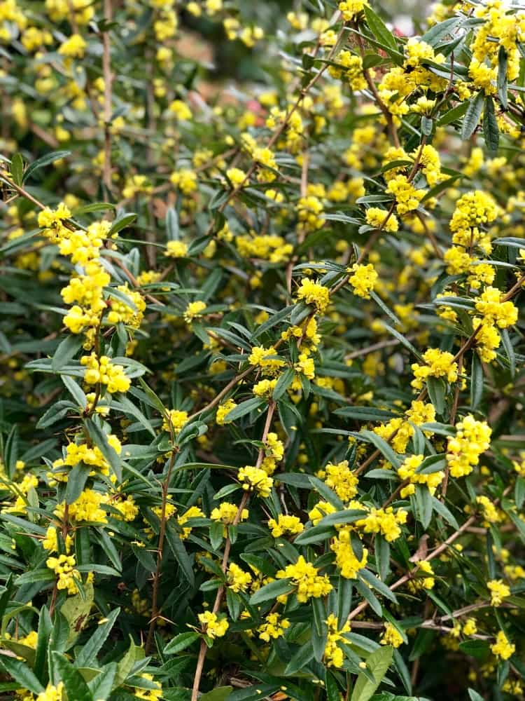 Immergrüne Kugelberberitze 'Amstelveen', Berberis frikartii 'Amstelveen' kaufen im Online-Shop der Bohlken Baumschulen