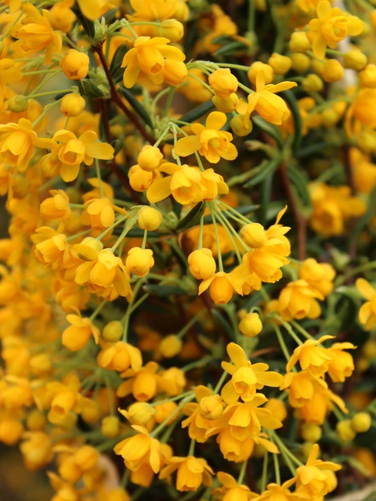 Schmalblättrige Berberitze, Dotterberberitze, Berberis stenophylla kaufen im Online-Shop der Bohlken Baumschulen