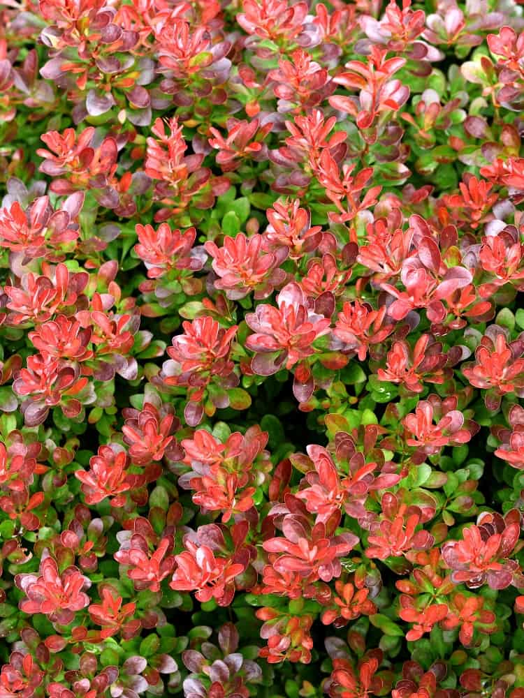 Kleine Blutberberitze 'Atropurpurea Nana', Berberis thunbergii 'Atropurpurea Nana' kaufen im Online-Shop der Bohlken Baumschulen