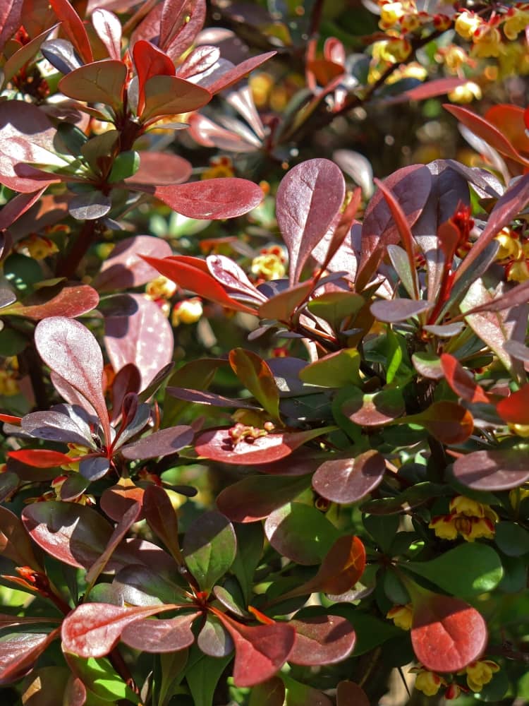 Rote Zwergberberitze 'Carmen', Berberis thunbergii 'Carmen' kaufen im Online-Shop der Bohlken Baumschulen