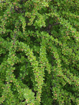 Berberitze 'Green Carpet', Berberis thunbergii 'Green Carpet' kaufen im Online-Shop der Bohlken Baumschulen