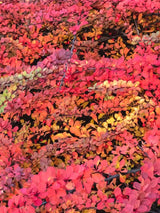 Berberitze 'Green Carpet' Herbstlaub, Berberis thunbergii 'Green Carpet' kaufen im Online-Shop der Bohlken Baumschulen