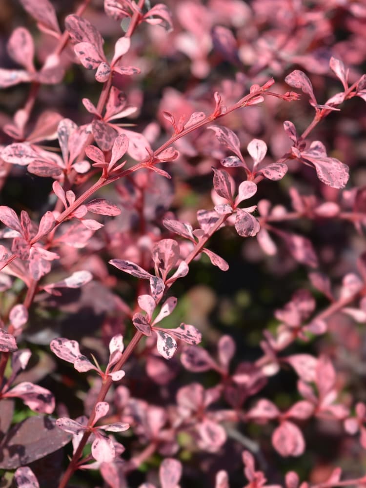 Berberitze 'Natasza', Berberis thunbergii 'Natasza' kaufen im Online-Shop der Bohlken Baumschulen