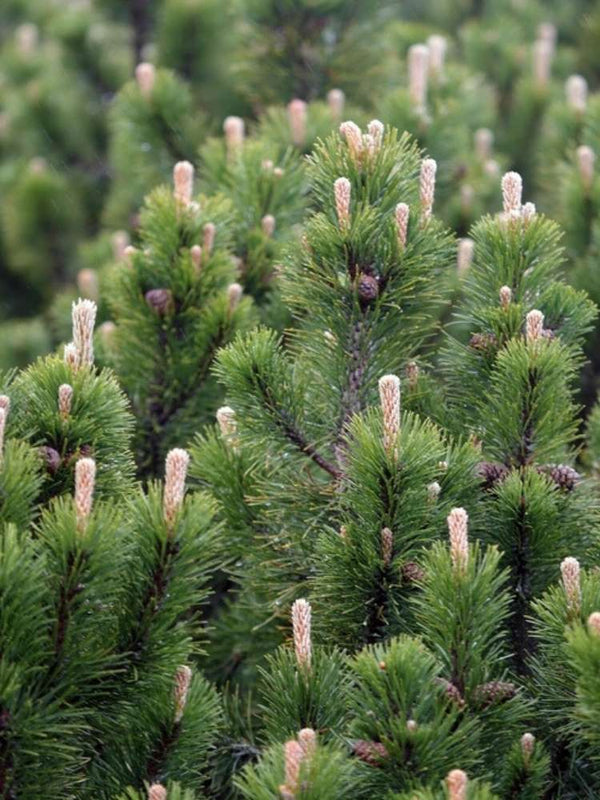 Berg-Kiefer 'Laurin', Pinus mugo 'Laurin' im Onlineshop der Bohlken Baumschulen