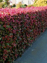 Blutbuche Fagus sylvatica purpurea im Onlineshop von Bohlken Pflanzenversand GbR